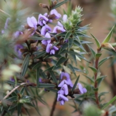 Hovea heterophylla (Common Hovea) at Mongarlowe, NSW - 6 Sep 2020 by LisaH