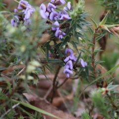 Hovea heterophylla at Mongarlowe, NSW - suppressed