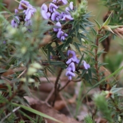 Hovea heterophylla at Mongarlowe, NSW - 7 Sep 2020