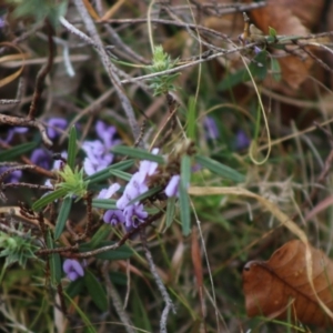 Hovea heterophylla at Mongarlowe, NSW - suppressed