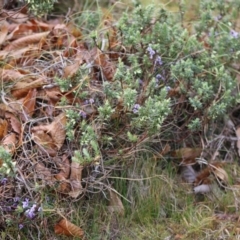 Hovea heterophylla at Mongarlowe, NSW - suppressed