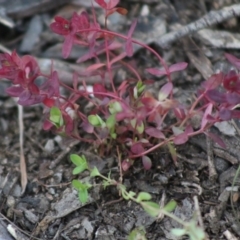 Hypericum gramineum at Mongarlowe, NSW - 7 Sep 2020 by LisaH