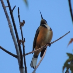 Acanthorhynchus tenuirostris (Eastern Spinebill) at Pollinator-friendly garden Conder - 19 Apr 2020 by michaelb