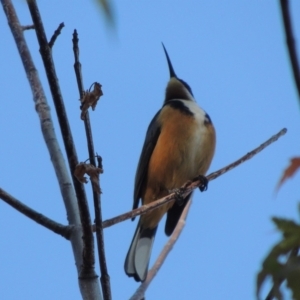 Acanthorhynchus tenuirostris at Conder, ACT - 19 Apr 2020