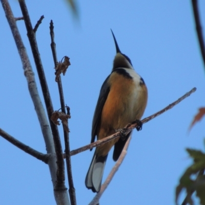 Acanthorhynchus tenuirostris (Eastern Spinebill) at Conder, ACT - 19 Apr 2020 by michaelb