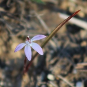 Caladenia fuscata at Mongarlowe, NSW - suppressed