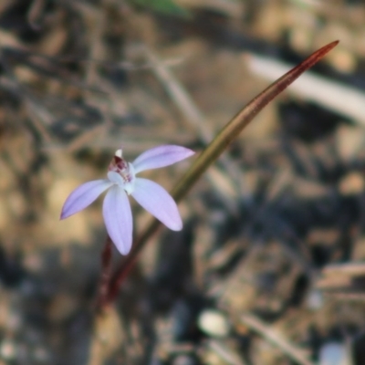 Caladenia fuscata (Dusky Fingers) at Mongarlowe River - 7 Sep 2020 by LisaH