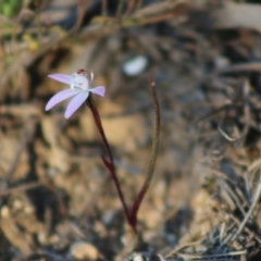 Caladenia fuscata at Mongarlowe, NSW - 7 Sep 2020