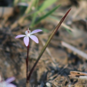 Caladenia fuscata at Mongarlowe, NSW - 7 Sep 2020