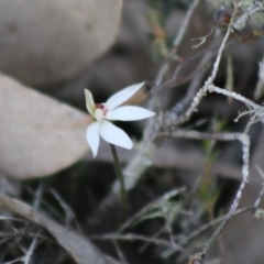 Caladenia fuscata at Mongarlowe, NSW - suppressed