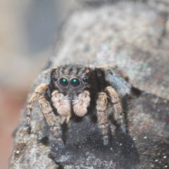 Maratus vespertilio (Bat-like peacock spider) at Downer, ACT - 7 Sep 2020 by Harrisi