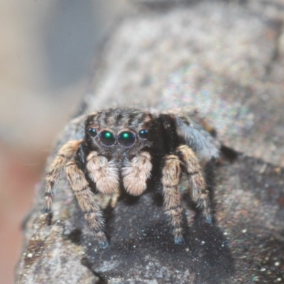 Maratus vespertilio (Bat-like peacock spider) at Black Mountain - 7 Sep 2020 by Harrisi