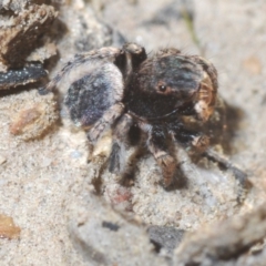 Maratus vespertilio at Downer, ACT - suppressed