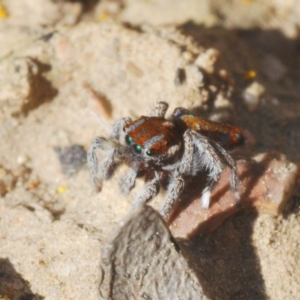 Maratus calcitrans at Downer, ACT - 7 Sep 2020