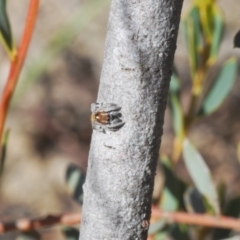 Maratus calcitrans at Downer, ACT - 7 Sep 2020