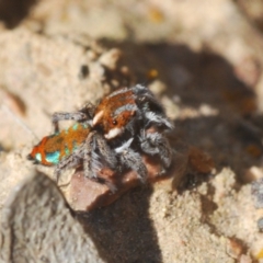 Maratus calcitrans at Downer, ACT - 7 Sep 2020