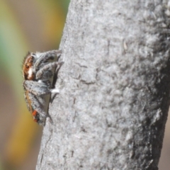 Maratus calcitrans at Downer, ACT - 7 Sep 2020