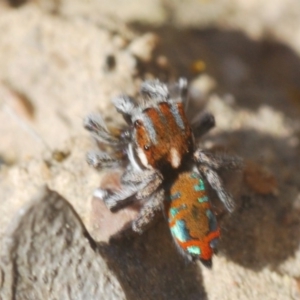 Maratus calcitrans at Downer, ACT - 7 Sep 2020