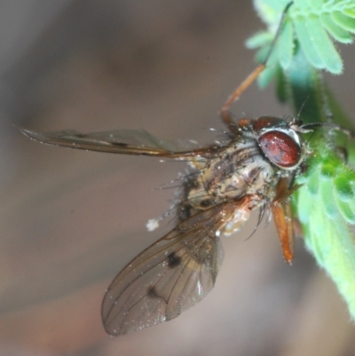 Helina sp. (genus) (Muscid fly) at Black Mountain - 7 Sep 2020 by Harrisi