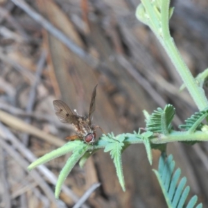 Helina sp. (genus) at Downer, ACT - 7 Sep 2020