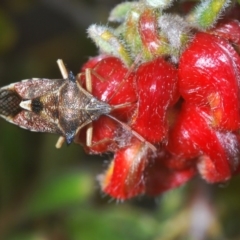 Oechalia schellenbergii (Spined Predatory Shield Bug) at Dryandra St Woodland - 6 Sep 2020 by Harrisi