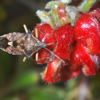 Oechalia schellenbergii (Spined Predatory Shield Bug) at Dryandra St Woodland - 6 Sep 2020 by Harrisi