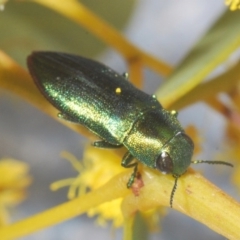 Melobasis obscurella (Obscurella jewel beetle) at Downer, ACT - 7 Sep 2020 by Harrisi