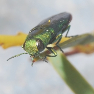 Melobasis sp. (genus) at Downer, ACT - 7 Sep 2020