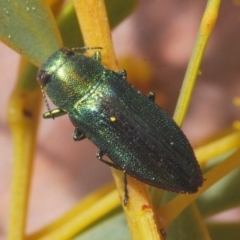 Melobasis sp. (genus) at Downer, ACT - 7 Sep 2020