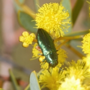 Melobasis sp. (genus) at Downer, ACT - 7 Sep 2020