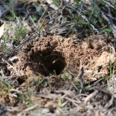 Perameles nasuta (Long-nosed Bandicoot) at Mongarlowe River - 7 Sep 2020 by LisaH