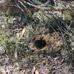 Perameles nasuta at Mongarlowe, NSW - suppressed