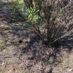 Perameles nasuta at Mongarlowe, NSW - suppressed