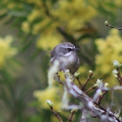 Sericornis frontalis (White-browed Scrubwren) at Mongarlowe, NSW - 6 Sep 2020 by LisaH