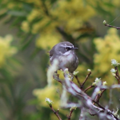 Sericornis frontalis (White-browed Scrubwren) at Mongarlowe, NSW - 7 Sep 2020 by LisaH