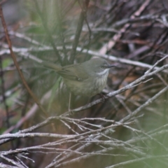 Sericornis frontalis at Mongarlowe, NSW - 7 Sep 2020