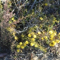 Acacia (genus) (A Wattle) at Mongarlowe, NSW - 6 Sep 2020 by LisaH