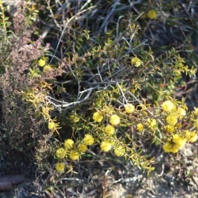 Acacia (genus) (A Wattle) at Mongarlowe, NSW - 6 Sep 2020 by LisaH