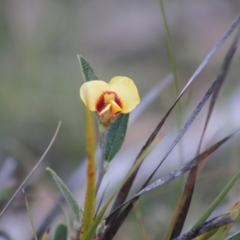 Mirbelia platylobioides (Large-flowered Mirbelia) at Mongarlowe, NSW - 6 Sep 2020 by LisaH