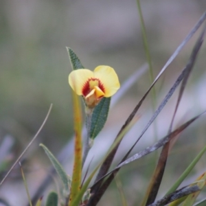 Mirbelia platylobioides at Mongarlowe, NSW - suppressed