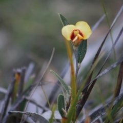 Mirbelia platylobioides at Mongarlowe, NSW - 6 Sep 2020