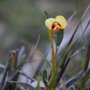 Mirbelia platylobioides at Mongarlowe, NSW - 6 Sep 2020