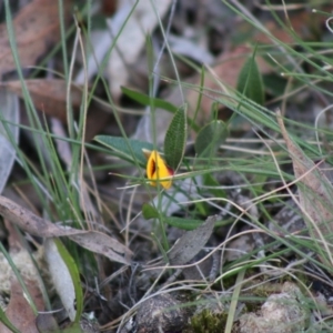 Mirbelia platylobioides at Mongarlowe, NSW - suppressed