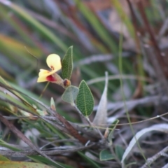 Mirbelia platylobioides at Mongarlowe, NSW - suppressed