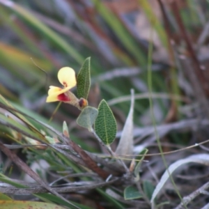 Mirbelia platylobioides at Mongarlowe, NSW - 6 Sep 2020