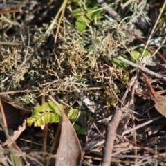 Pellaea calidirupium (Hot Rock Fern) at Mongarlowe, NSW - 6 Sep 2020 by LisaH