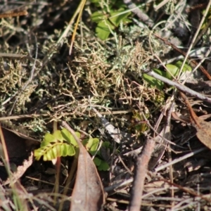 Pellaea calidirupium at Mongarlowe, NSW - 6 Sep 2020