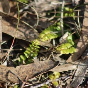 Pellaea calidirupium at Mongarlowe, NSW - 6 Sep 2020