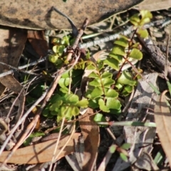 Pellaea calidirupium at Mongarlowe, NSW - suppressed