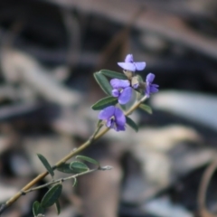 Hovea heterophylla (Common Hovea) at Mongarlowe, NSW - 6 Sep 2020 by LisaH
